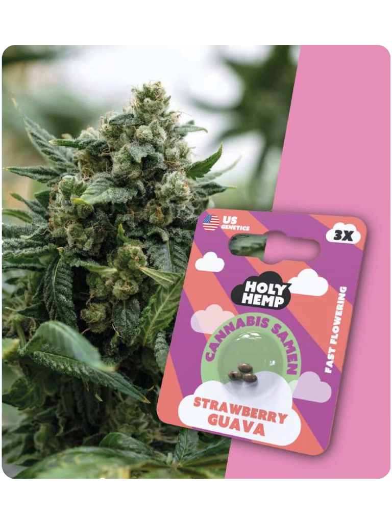 Holy Hemp Cannabis Samen - Strawberry Guava (3 Stück)