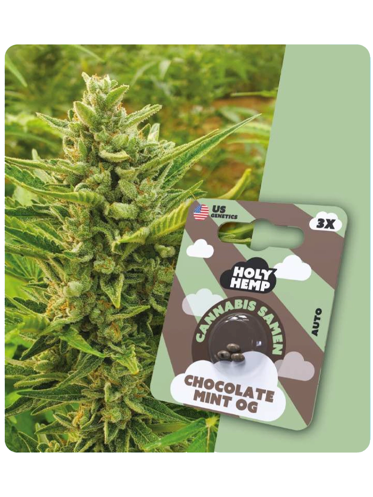 Holy Hemp Cannabis Samen - Chocolate Mint OG (3 Stück)