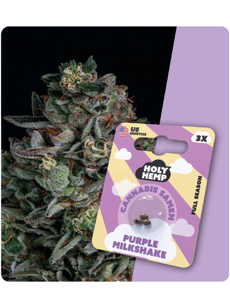 Holy Hemp Cannabis Samen - Purple Milkshake (3 Stück)